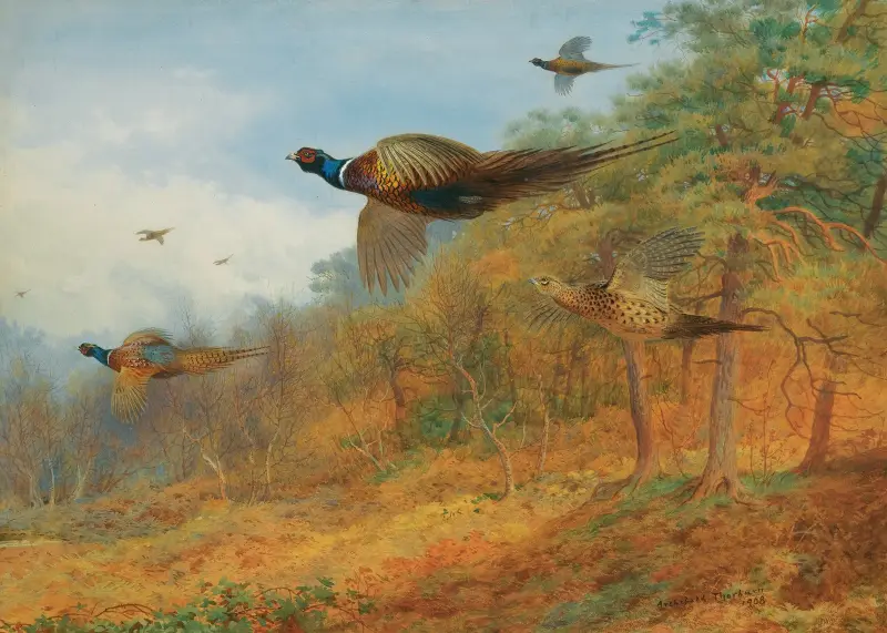 Fasaner bryter upp ur skydd av Archibald Thorburn