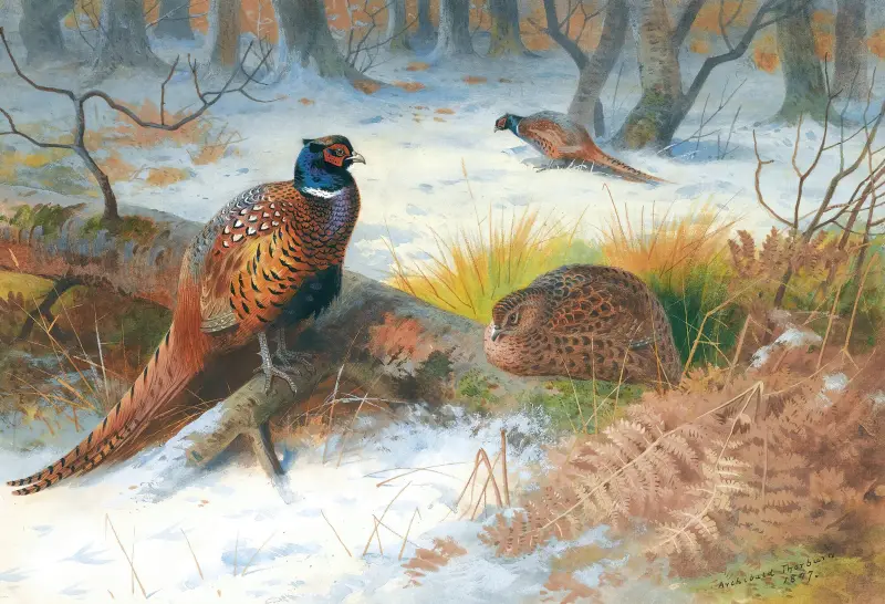 Fasaner i snö av Archibald Thorburn