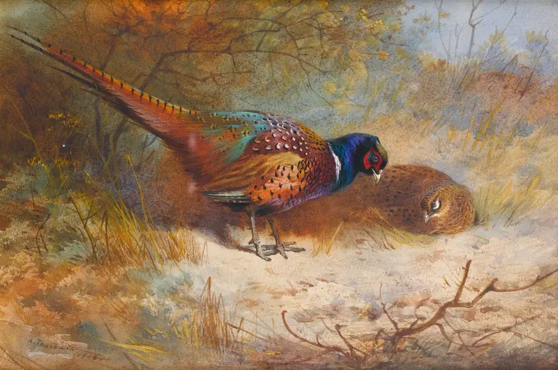 Pheasants av Archibald Thorburn