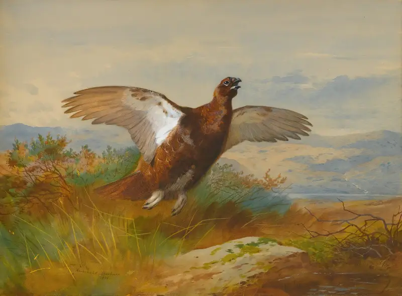Röd ripa i flykt av Archibald Thorburn