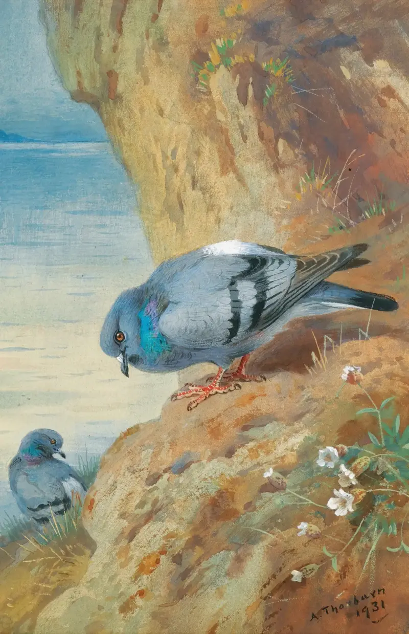 Felsentauben von Archibald Thorburn