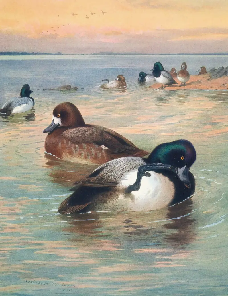 Polák kaholka, Archibald Thorburn