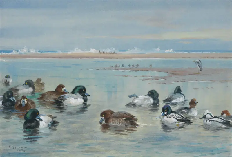 Scaup, Golden Eye and Smew av Archibald Thorburn