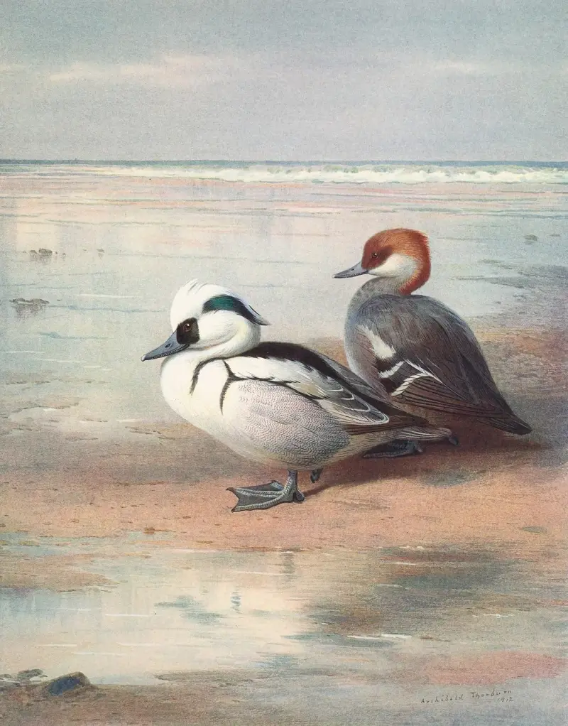 Lyskoun malý, Archibald Thorburn