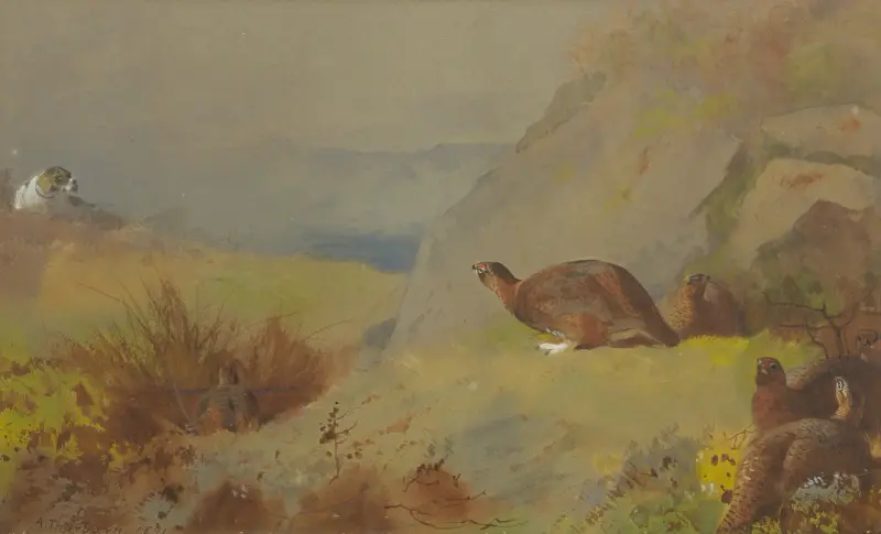Studie av orre på heden av Archibald Thorburn