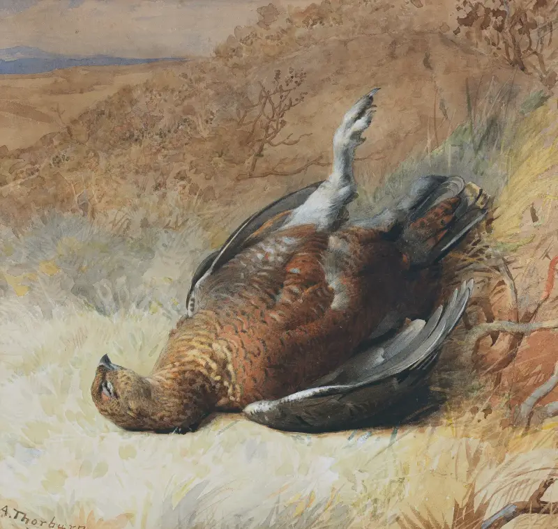 Studie av en ripa av Archibald Thorburn