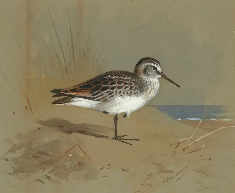 Studie av en snäppa av Archibald Thorburn