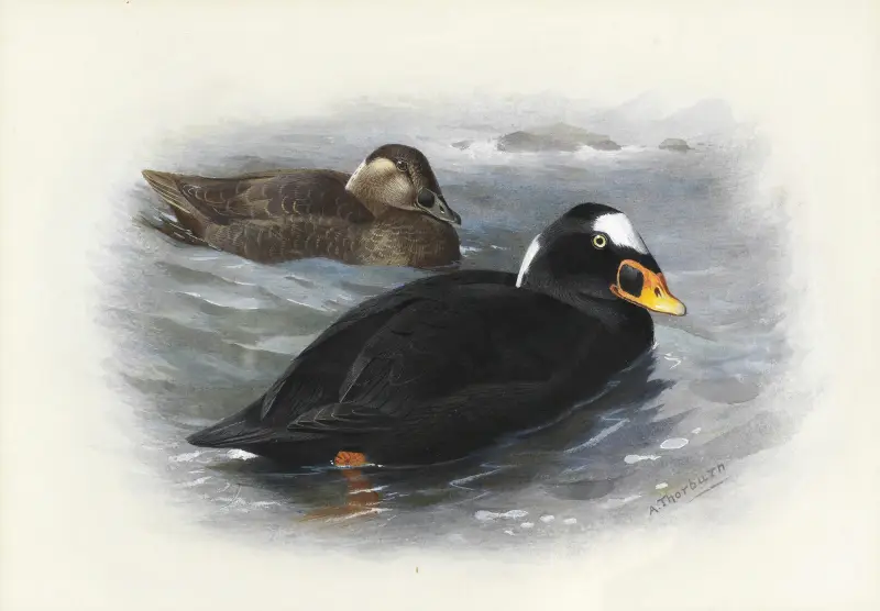 Surf Scoter av Archibald Thorburn