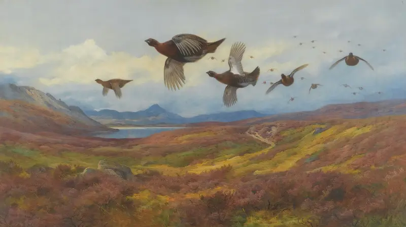 Avvikande från skotten – röd ripa av Archibald Thorburn