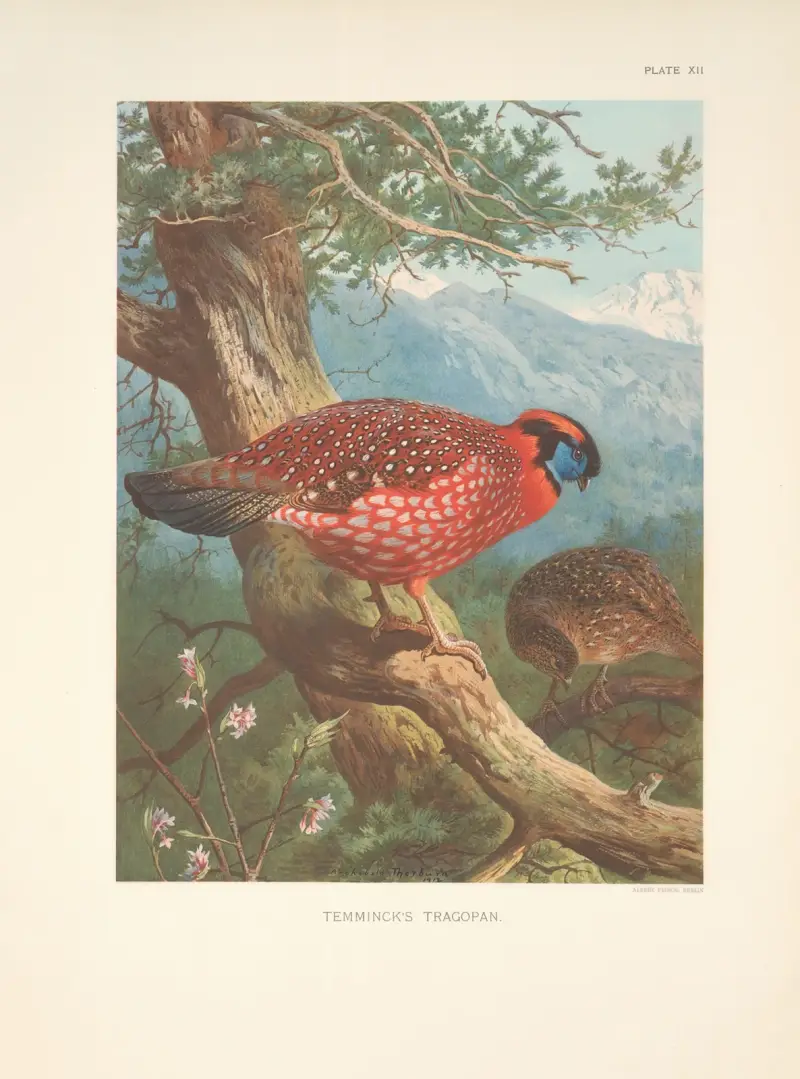 Temmincks tragopan (Temminck’s Tragopan) av Archibald Thorburn