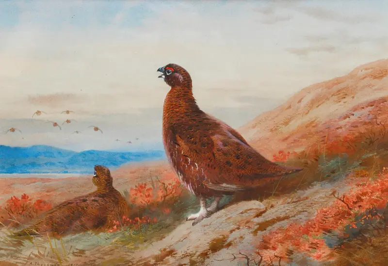The Challenge av Archibald Thorburn