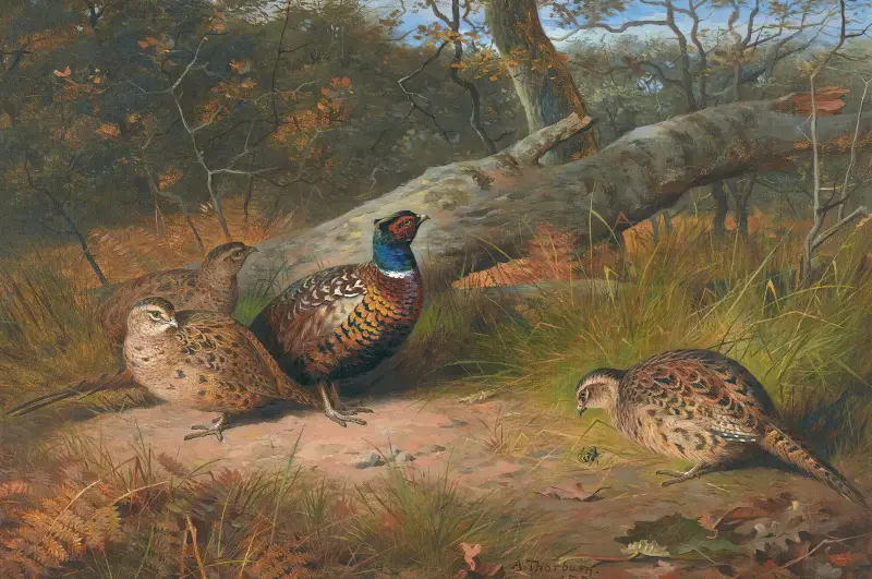 The Fallen Beech- A Cock And Three Hen Pheasants With A Wasp av Archibald Thorburn