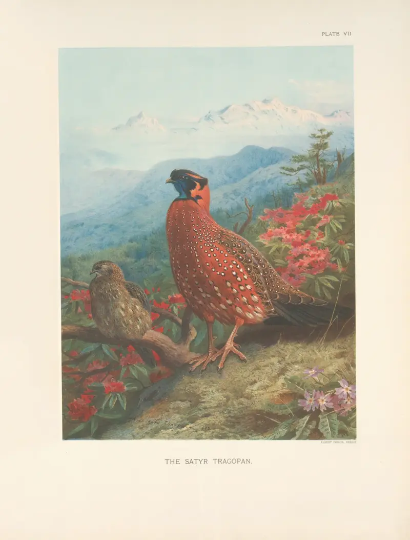Satyr tragopan (Tragopan satyra) av Archibald Thorburn