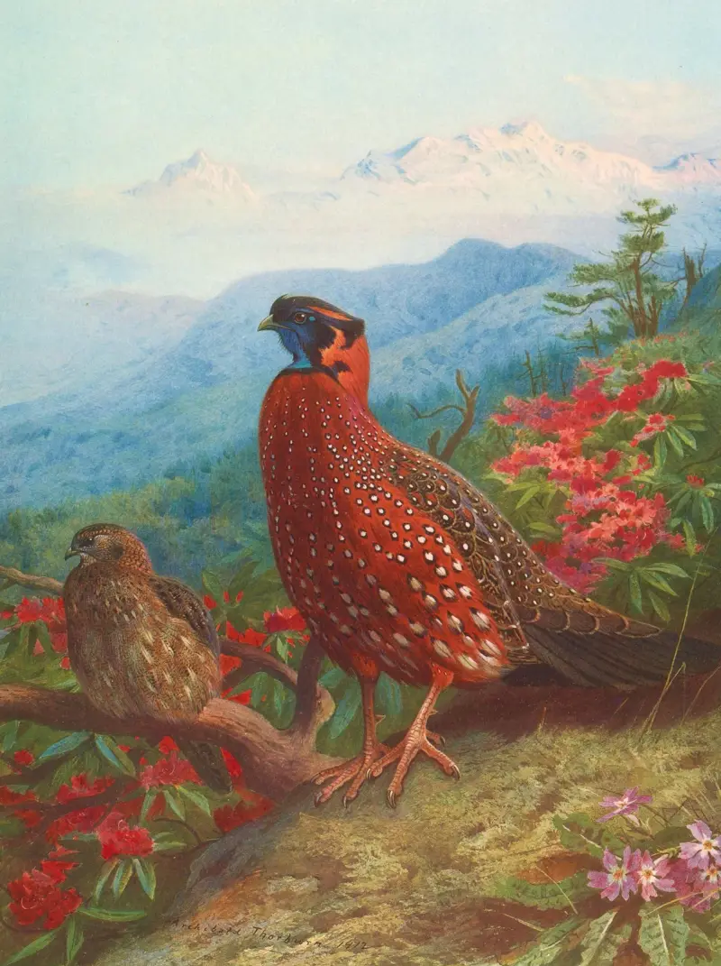 The Satyr Tragopan av Archibald Thorburn