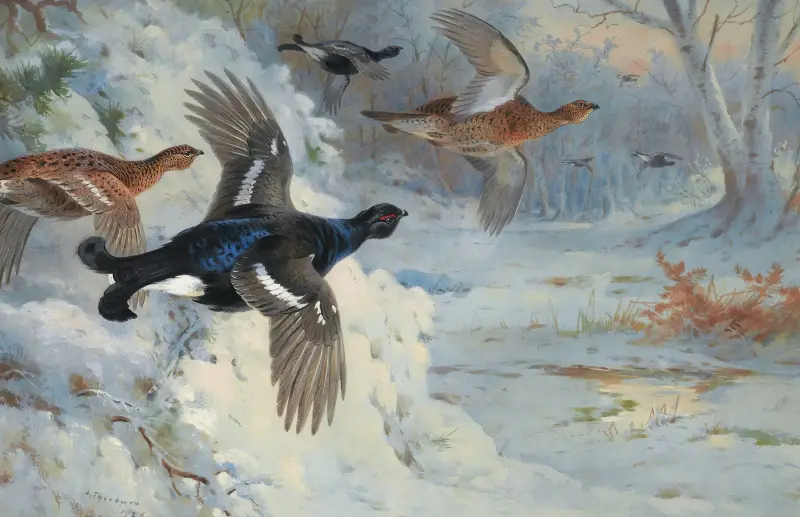 Through The Snowy Coverts-Blackgame av Archibald Thorburn