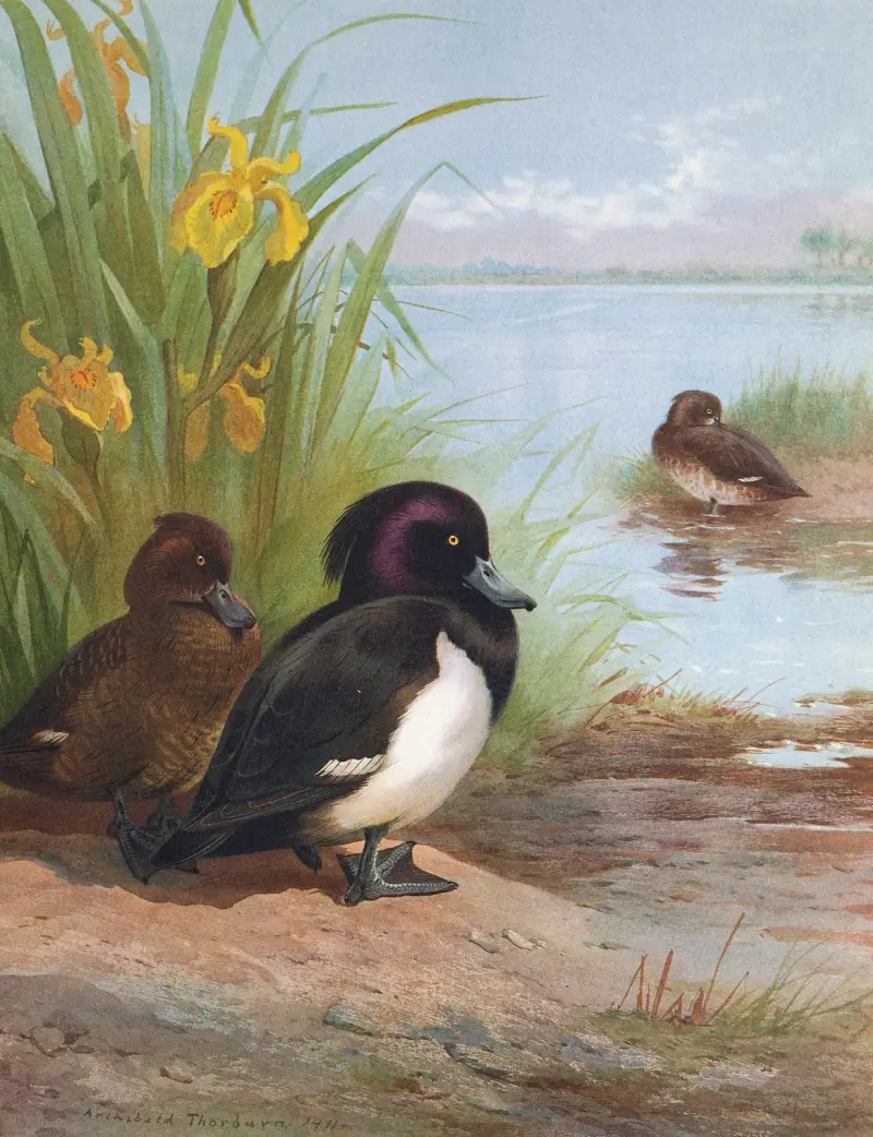 Vigg, Archibald Thorburn