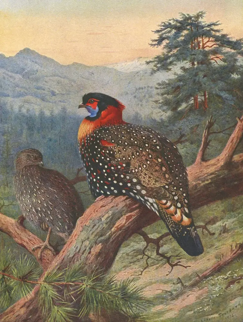 Tragopan zachodni, Archibald Thorburn
