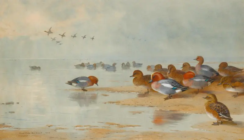 Bläsänder och kricka vid vattenbrynet av Archibald Thorburn
