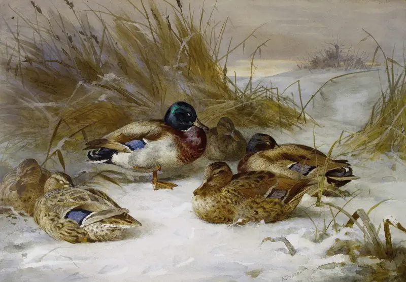 Vinterlandskap med gräsand av Archibald Thorburn