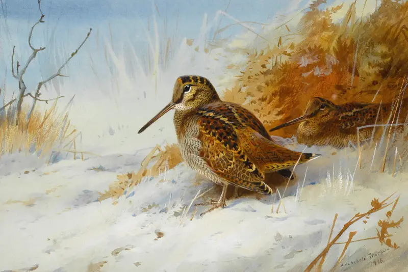 Vintermorkulla av Archibald Thorburn