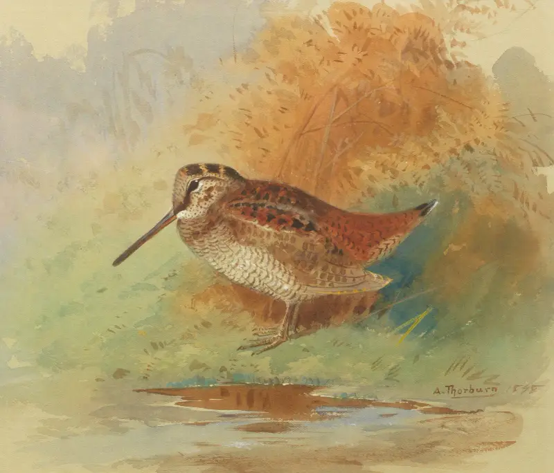 Morkulla vid vattenbrynet av Archibald Thorburn