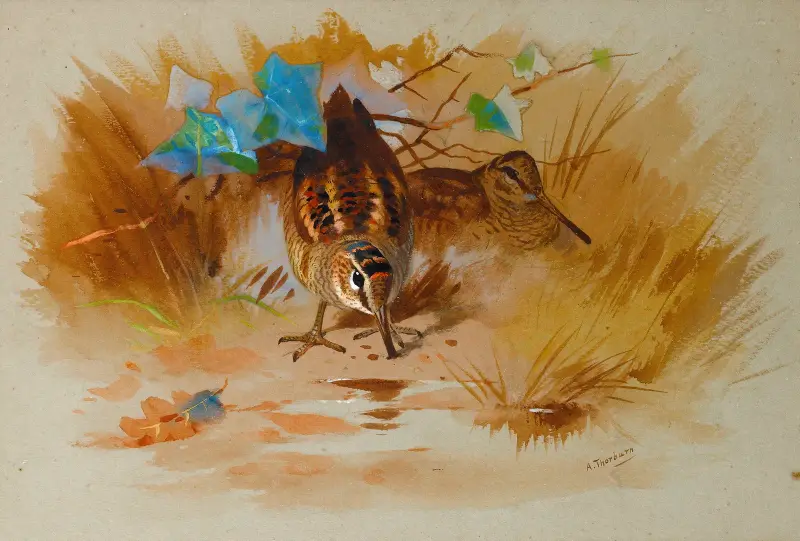 Woodcock In A Sandy Hollow av Archibald Thorburn