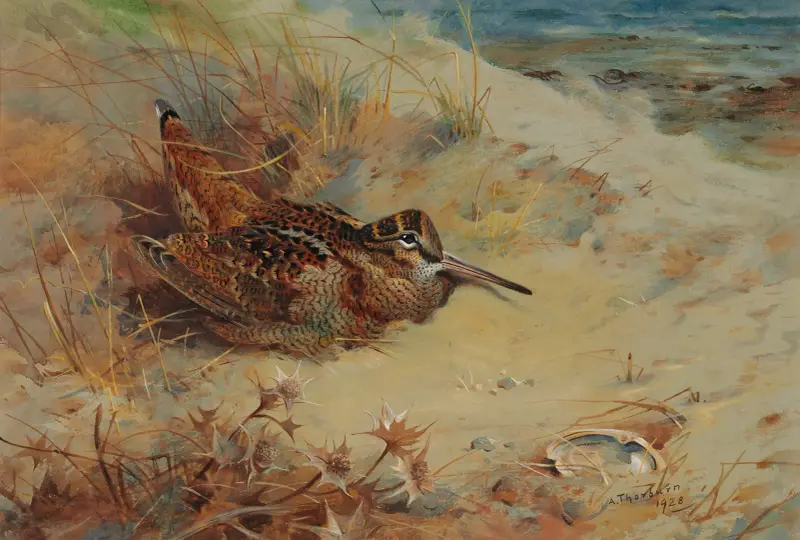 Morkulla i skydd bland sanddynerna av Archibald Thorburn