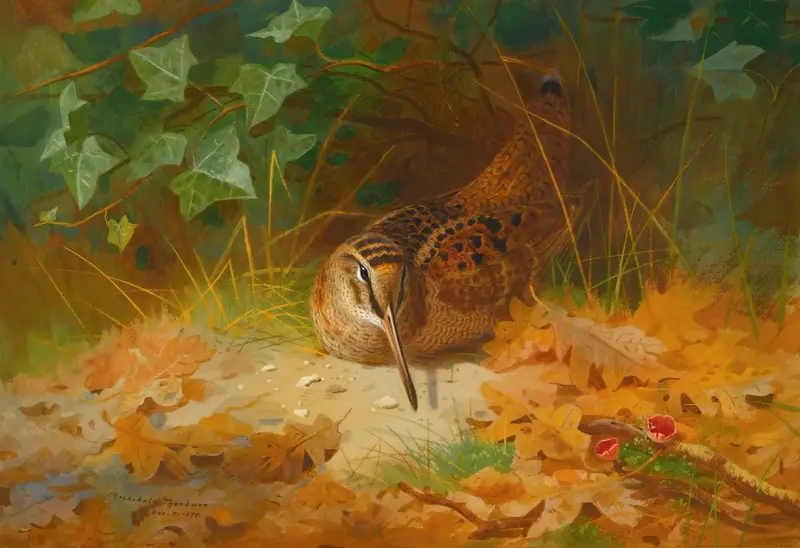 Woodcock av Archibald Thorburn