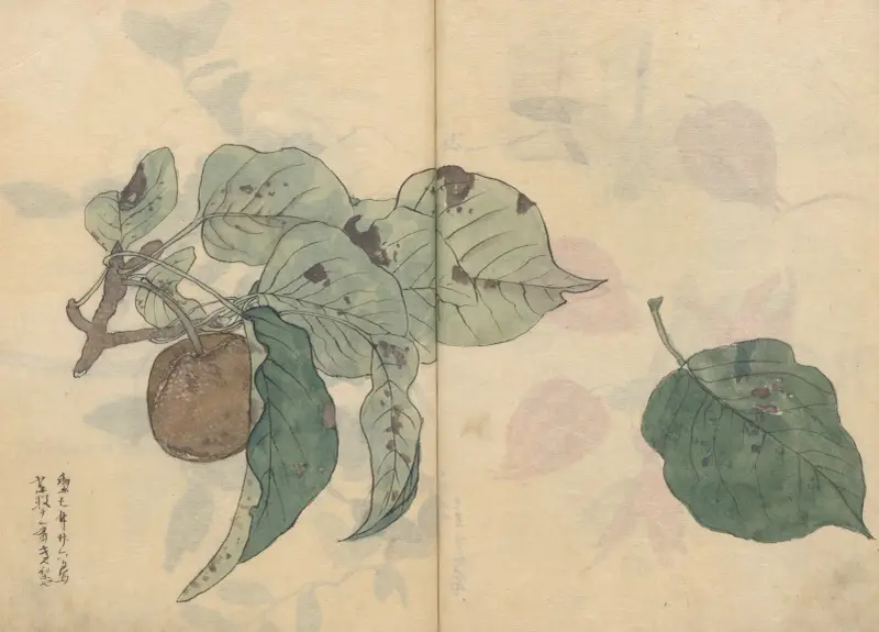 Skizzenbuch Taf. 050 von Ariyoshi Kondo