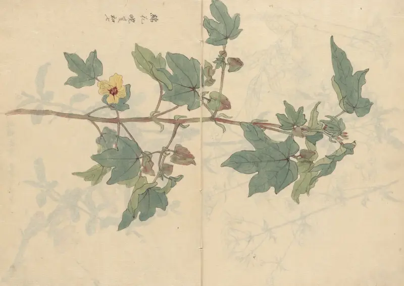 Szkicownik Pl.075, Ariyoshi Kondo