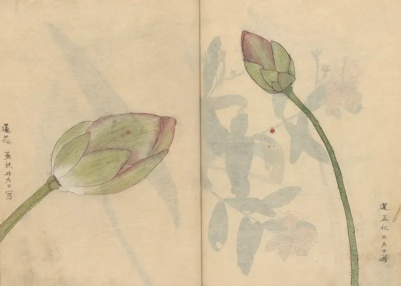 Szkicownik, tabl. 078, Ariyoshi Kondo