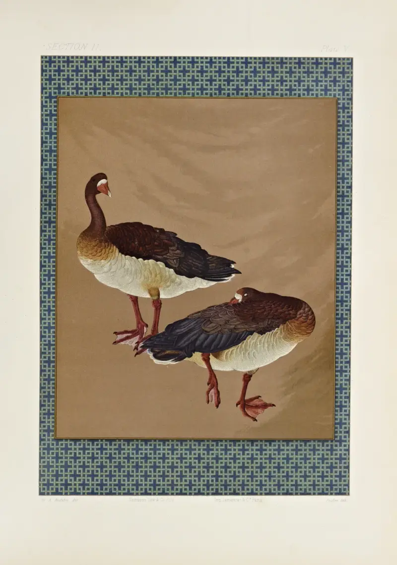Japanska prydnadskonster, pl. 027 av George Ashdown Audsley