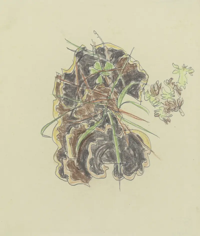 Studie der Pflanzen von August Babberger