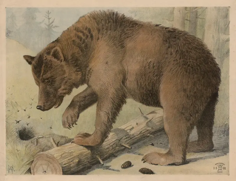Medvěd, 1892, Oluf August Hermansen