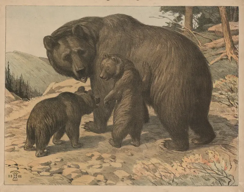 Medvěd (varianta), Oluf August Hermansen