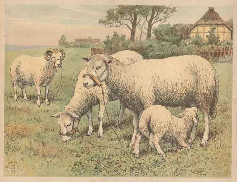 Ovce (varianta), Oluf August Hermansen
