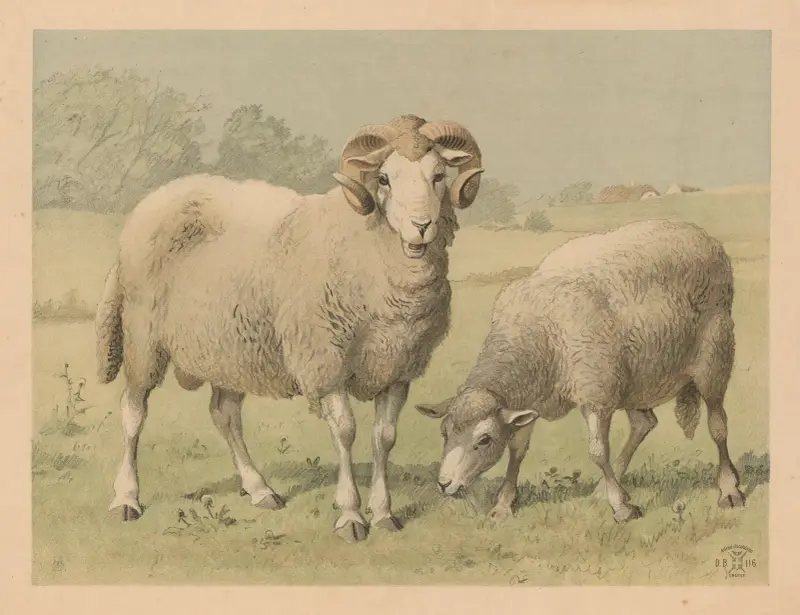 Ovce, Oluf August Hermansen