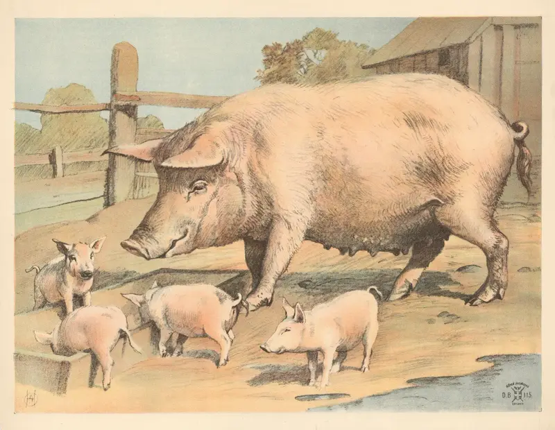 Gris, Oluf August Hermansen