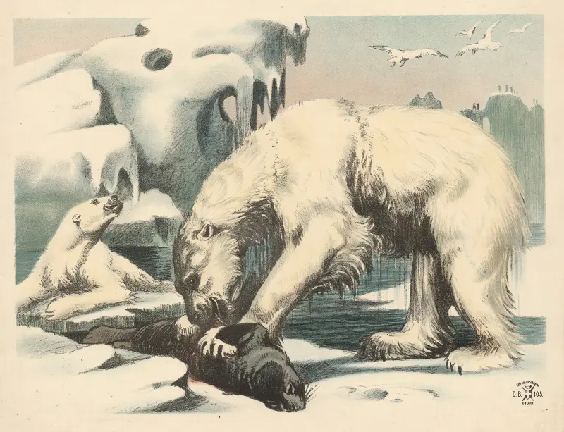 Eisbären, 1892 von Oluf August Hermansen