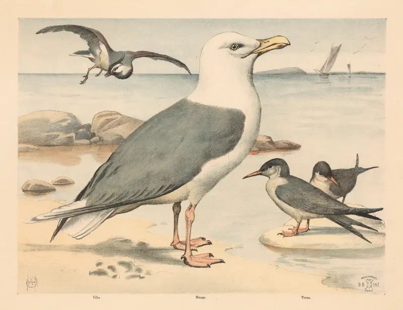 Möwen, Seeschwalben und Kiebitze (Variante) von Oluf August Hermansen