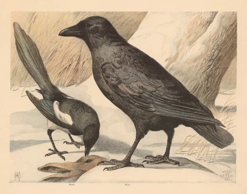 Havran a straka, Oluf August Hermansen