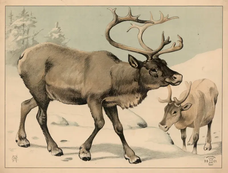 Sobi (varianta), Oluf August Hermansen