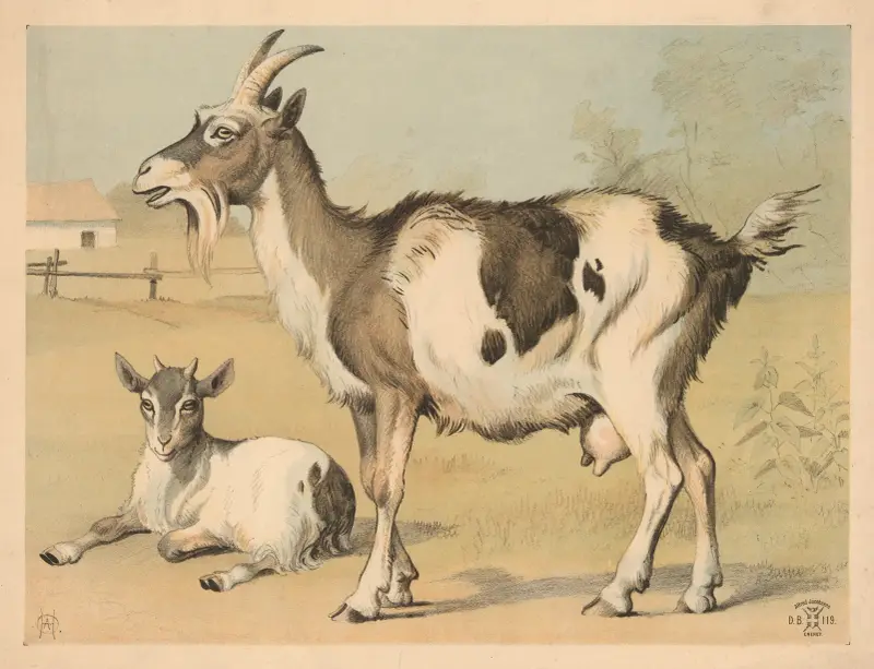 Tamged, 1892 – Nr. 2, Oluf August Hermansen
