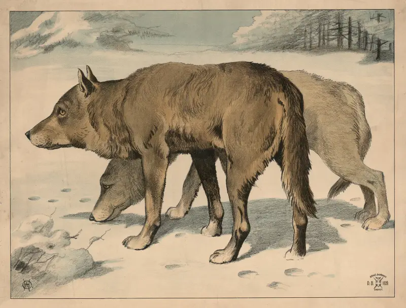 Vlk (varianta), Oluf August Hermansen