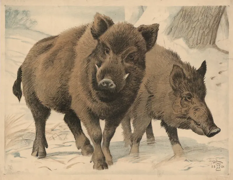 Divoké prase, Oluf August Hermansen