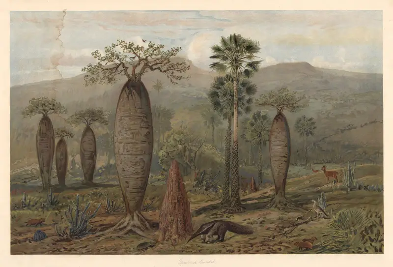 Brazilská horská krajina, August Specht