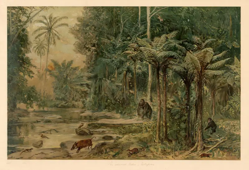 Equatorial rainforest in West Africa av August Specht
