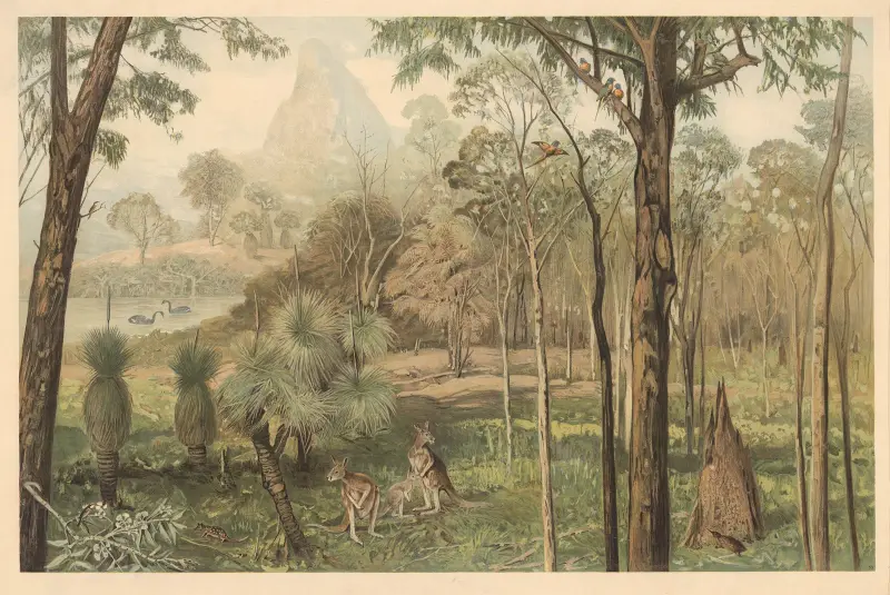 Eukalyptový les v Jižní Austrálii, August Specht