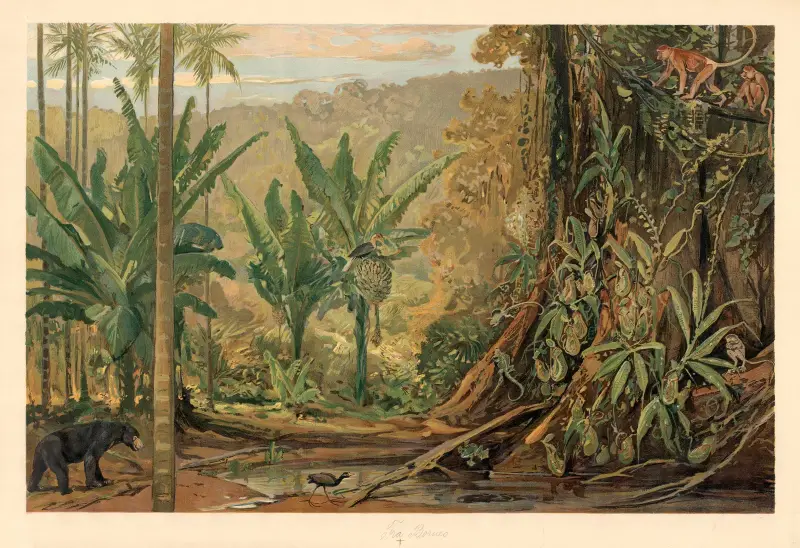 Z Bornea, August Specht