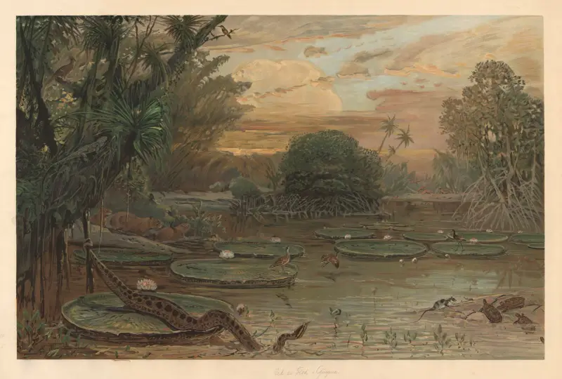 Z Guyany, August Specht